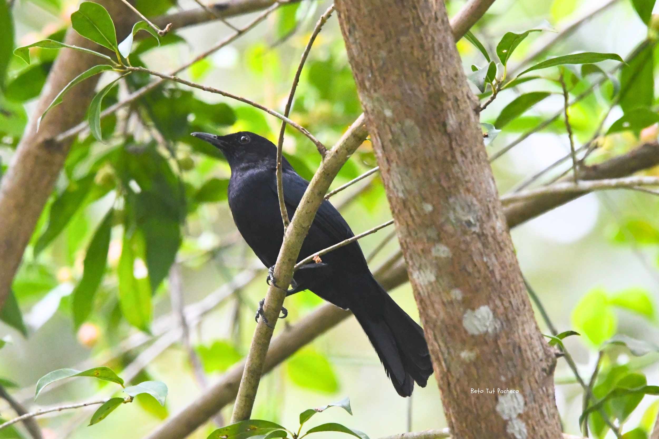 Black Catbird: un tesoro endémico de la Selva Maya